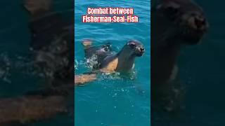 Hải Cẩu Rình rập cướp Cá|Combat between Fisherman-Seal-Fish:Seal stole Fishes from #Fisherman #cauca