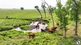 Burlage Pasture Land