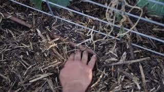 Sowing Climbing Bean Seeds