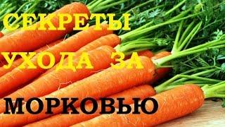 Секреты ухода за морковью.