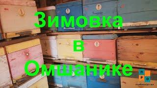 Перевозим пчёл зимой. Зимовка Карники в омшанике, зимовка нуклеусов и запасных маток, как пройдёт?