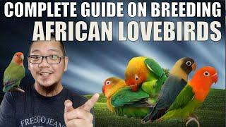 HOW TO BREED AFRICAN LOVEBIRDS (COMPLETE GUIDE)