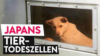 Japan und der Tierschutz (Dokumentation) - 動物福祉