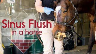 Flushing a Horse's Sinus