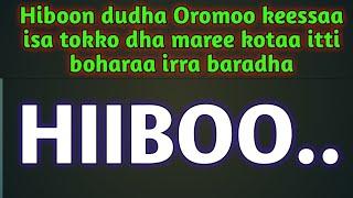 Hiboon dudha Oromoo keessaa isa tokko dha maree kotaa itti boharaa irra baradha HIIBOO..