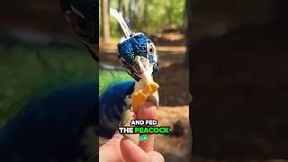 Kindness spreads #shortvideo #animals #peacock #pets