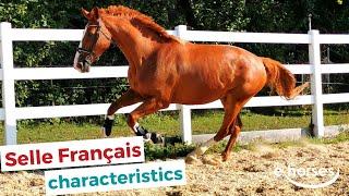 Selle Français Horse  | characteristics, origin & disciplines