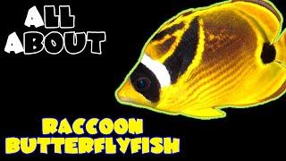 All About The Raccoon Butterflyfish