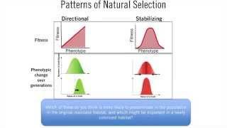 Adaptive Landscapes