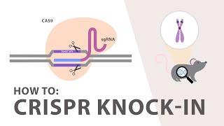 How to perform a CRISPR Knockin Experiment