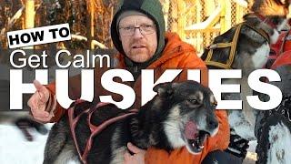 HUSKY TRAINING TIPS | How to Get Calm Sled Dogs. Siberian Husky Working Dogs