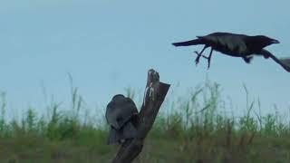 P0052　Oita River　BIBI and KASHIKO on a Perch (Wild Carrion Crow)