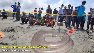 Dikira Ular Raksasa, Hewan Misterius Ini Tiba-Tiba Muncul Di Pesisir Pantai. Ternyata itu...