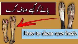 How to Clean cow feet | paiy kisy saf karin | with English subtitles | Khpal Pakhly