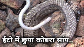 Today Rescue indian cobra snake from Ahmednagar | Sarpmitra Akash Jadhav Ahmednagar