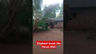 An Elephant Attacked Villagers And Break House Looking Food #animals #elephant #elephantattack