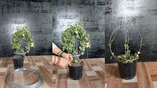 Turn Your Ivy into ART This Simple Trick Creates STUNNING Topiaries (You Won't Believe How Easy!)