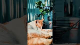 Discover what life is like living at Citihub Dormitory!  #MiniVlog #VlogLife #DailyVlogs #DormLife