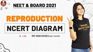 NCERT Diagram- Reproduction | NEET & Board 2021 | Dr.Vani Sood | Vedantu Biotonic for NEET