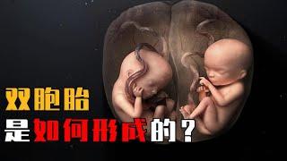 双胞胎是如何形成的？他们在肚子里“打架”，真的会打出淤青？