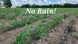 Growing alfalfa for the first time (week 3)