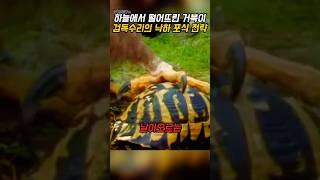 검독수리가 거북이를 하늘에서 떨어뜨린 이유 - 포식 전략 해설