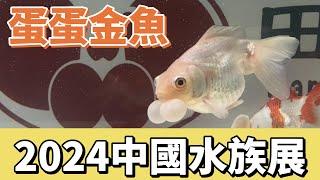 【招財魚】蛋蛋金魚．蝶尾．水泡．丹鳳．多種特殊金魚