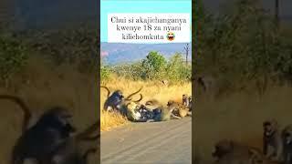 Tiger VS Baboons