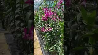 Cùng nhau ở nhà ngắm hoa cầu bình an nha cả nhà iu vườn Lan Lê Ngọc 0788727889