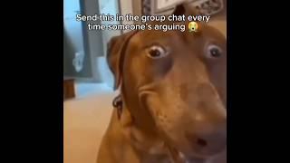  #funny #goofy #dog #meme #hilarious  #zozo #subscribe #comment #share