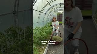  Мульчирование грядок скошенной травой — простой способ увеличить урожай! #SemenaPartnerShorts