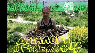 ДИАЛОГИ О ГРИБАХ#4: АЛЕКСАНДР ХАБАРКИН | ВСТРЕЧА С ЛУЧШИМ | ОПЫТ, СЕКРЕТЫ, БАЙКИ