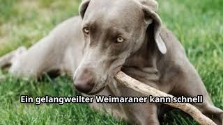 Weimaraner – Der elegante Allrounder unter den Hunden #weimaraner #dog #hund #weimar #viralvideo