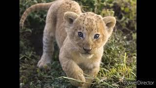 lion cub sound effects