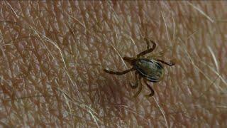 Florida woman's battle with late-stage neurological Lyme disease, how you can prevent getting it