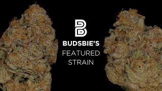 Budsbie's Featured Strain | Cruise by Canndescent