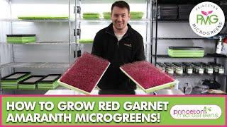 How to grow Amaranth Microgreens