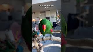 He’s so smart ️ #birds #parrot #animals #pets #eclectusparrot