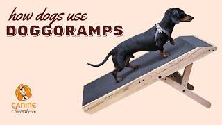 How To Use A Dog Ramp For Bed Or Sofa