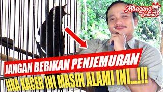 NEW !!! JANGAN LAKUKAN HAL INI KETIKA KACER SEDANG MENUMBUHKAN BULU BARU, MABUNG | WANTO BARAK