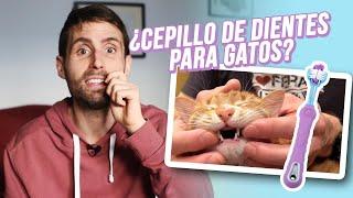 ¿Cuál es el mejor cepillo de dientes para los gatos?