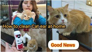 Cat's Ear cleaning at home || Best ear cleaning products || Good news for you all