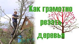 Обрезка плодовых деревьев подробная инструкция, яблоня
