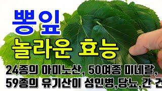 [뽕잎 효능] "뽕잎의 특별한 성분으로 꿈같은 건강을 누려보세요"