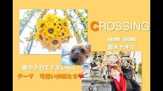 癒やされて下さいVol.4  「Crossing」   鈴木ナオミ　Naomi Suzuki     テーマ　可愛い仲間たち