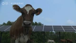 Can Solar Panels and Cows Coexist? Cutting-Edge Agrivoltaics Research in Minnesota