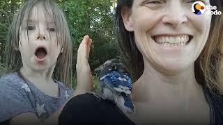 Family Rescues A Baby Blue Jay | The Dodo Little But Fierce