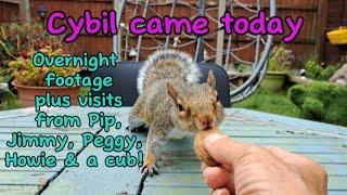 We had rain! #wildlife #fox #squirrel #hedgehog #cuteanimals #cat #viral #vlog #fyp #nightlife