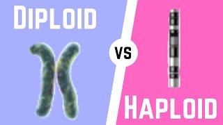 Diploid Cell vs Haploid Cell