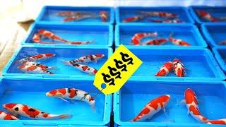 Japan's Secrets: Farming The Most Expensive Fish in The World!